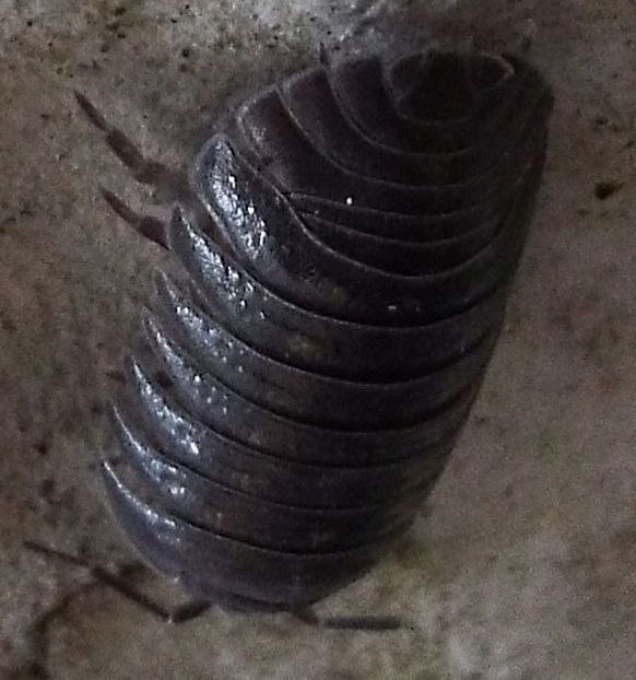 Armadillidium depressum (Armadillidiidae)